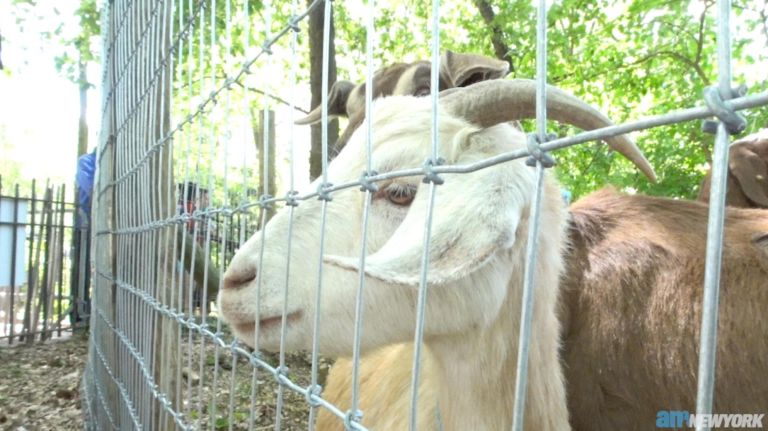 Conservancy using goats to clean Riverside Park