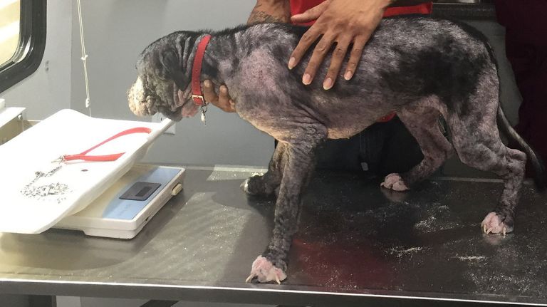 Antonio Martin, of Queens, almost had to give up his dog, Koko, after spending hundreds of dollars trying to address a case of mange.