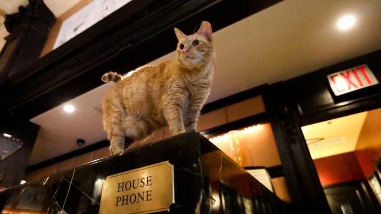 Hamlet VIII overlooks his domain at the Algonquin Hotel,&nbsp;on July 17, 2018.