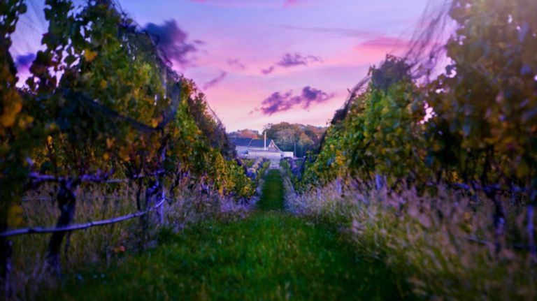 Macari Vineyards on Long Island is known for its ros&eacute;.