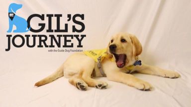 Follow along as Guide Dog Gil trains in NYC