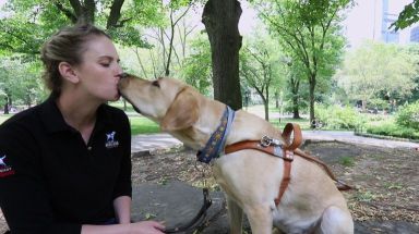 How does a guide dog train in NYC?