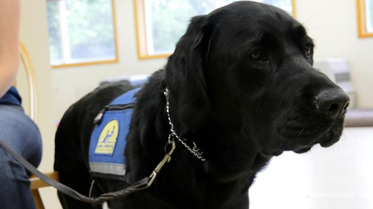Service dogs train to help veterans suffering with PTSD