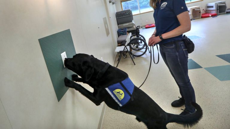 Canine Companions for Independence trains dogs to help veterans with PTSD 4 Boise, a Labrador-Golden Retriever mix, is being trained to turn on a light at the northeast regional headquarters of Canine Companions in Medford, Long Island.