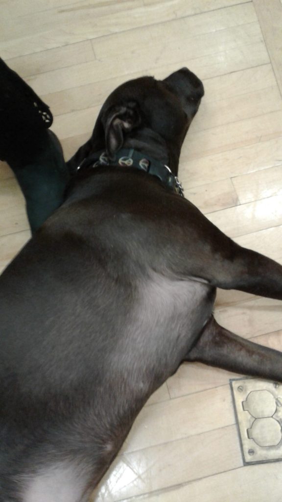 OPINION: Not going to the dogs on Gansevoort, Pr. 40 2