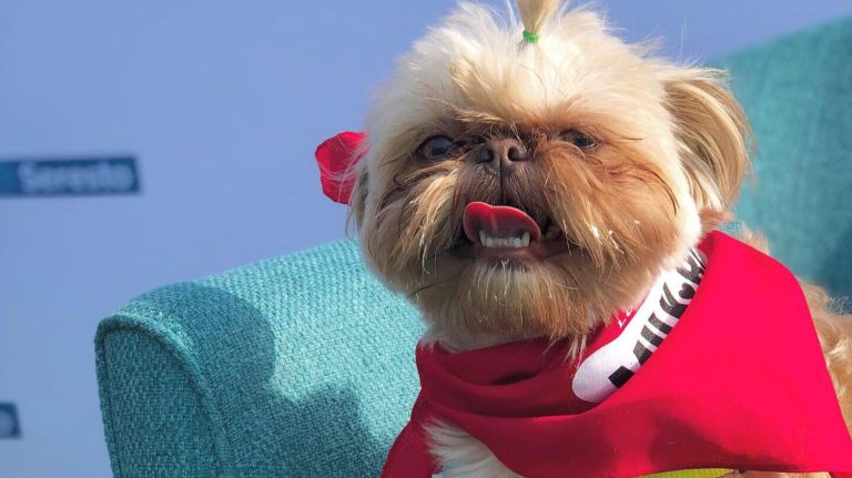 ACS launches therapy dog program for children entering foster care system 3 Jedi, a shih tzu therapy dog with the Good Dog Foundation, is helping children in the care of the ACS at the Nicholas Scoppetta Children's Center in Manhattan.
