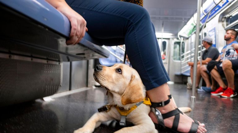 Gil's journey: Guide Dog Gil handles first NYC subway ride 'like a real champion' 5 Guide Dog Gil takes his very first trip on the New York City subway.