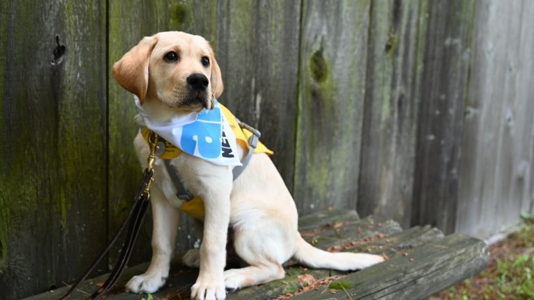 Meet Guide Dog Gil, a little pup on a big journey 2 Follow Gil, a puppy training with the Guide Dog Foundation, as he learns the ropes in New York City.