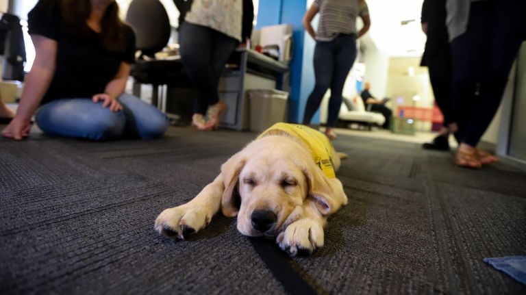 Meet Guide Dog Gil, a little pup on a big journey 5 Gil stretches out after a long afternoon at amNewYork.