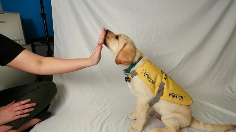 Meet Guide Dog Gil, a little pup on a big journey 4 Gil demonstrates the "touch" command at the amNewYork office.