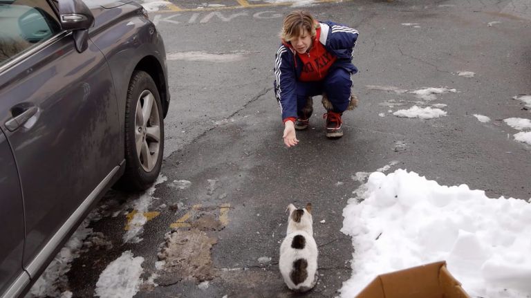 "The Cat Rescuers," directed by  Rob Fruchtman and Steve Lawrence 