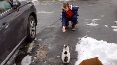 "The Cat Rescuers," directed by  Rob Fruchtman and Steve Lawrence 