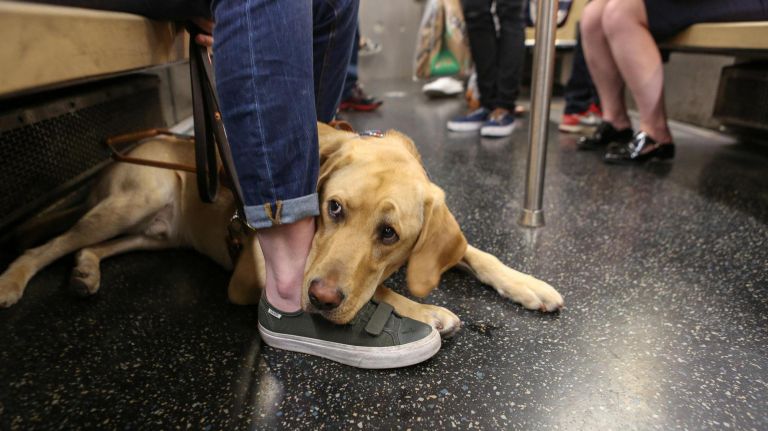 Sunny&nbsp;sits at Olivia Poff's feet as they ride the 1 train.