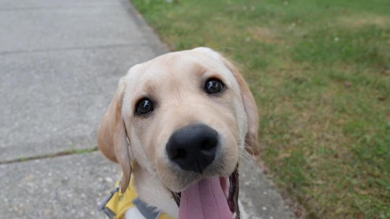 Watch: An adorable afternoon with Guide Dog Gil
