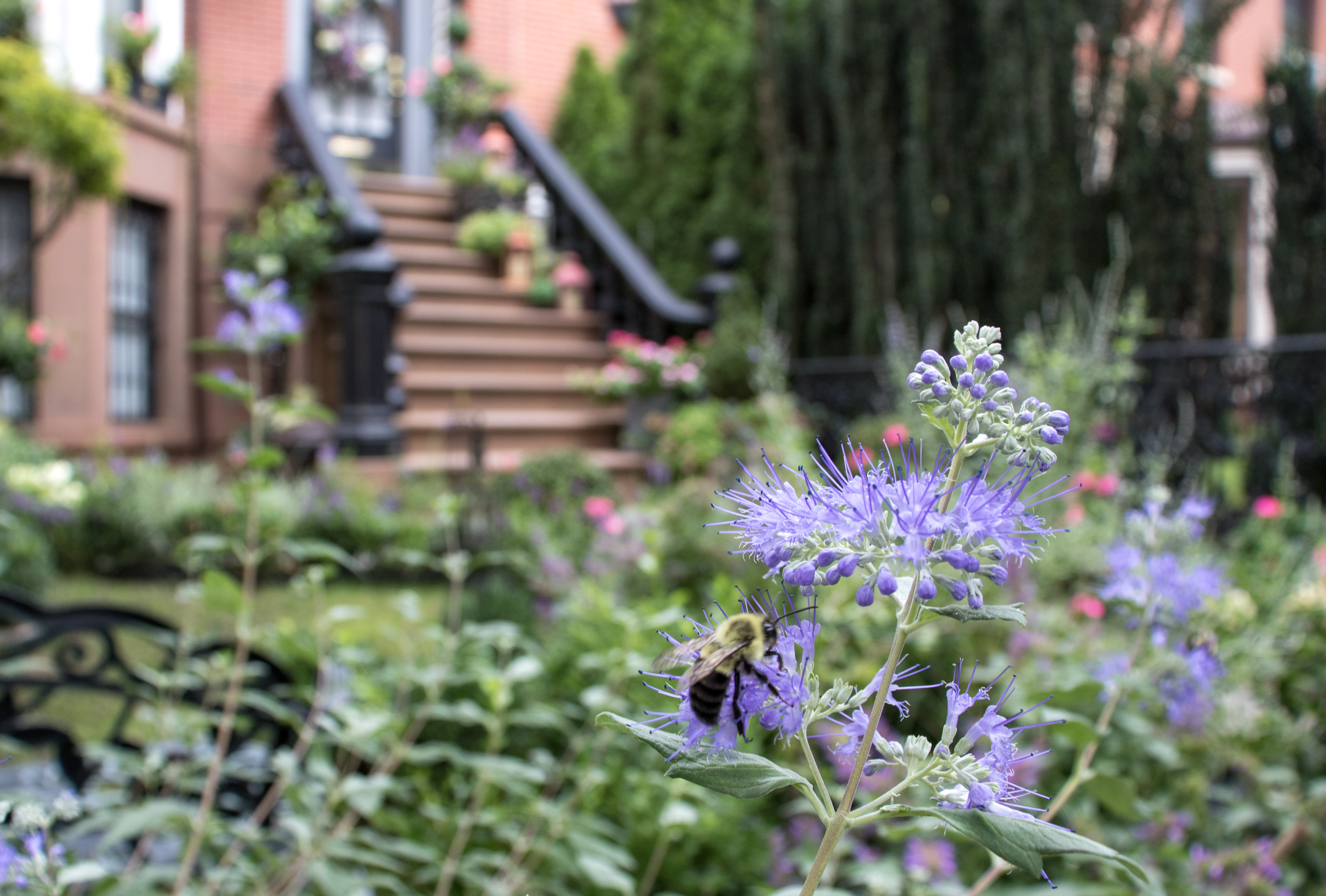 Great window boxes, bulbs and shrubs 1