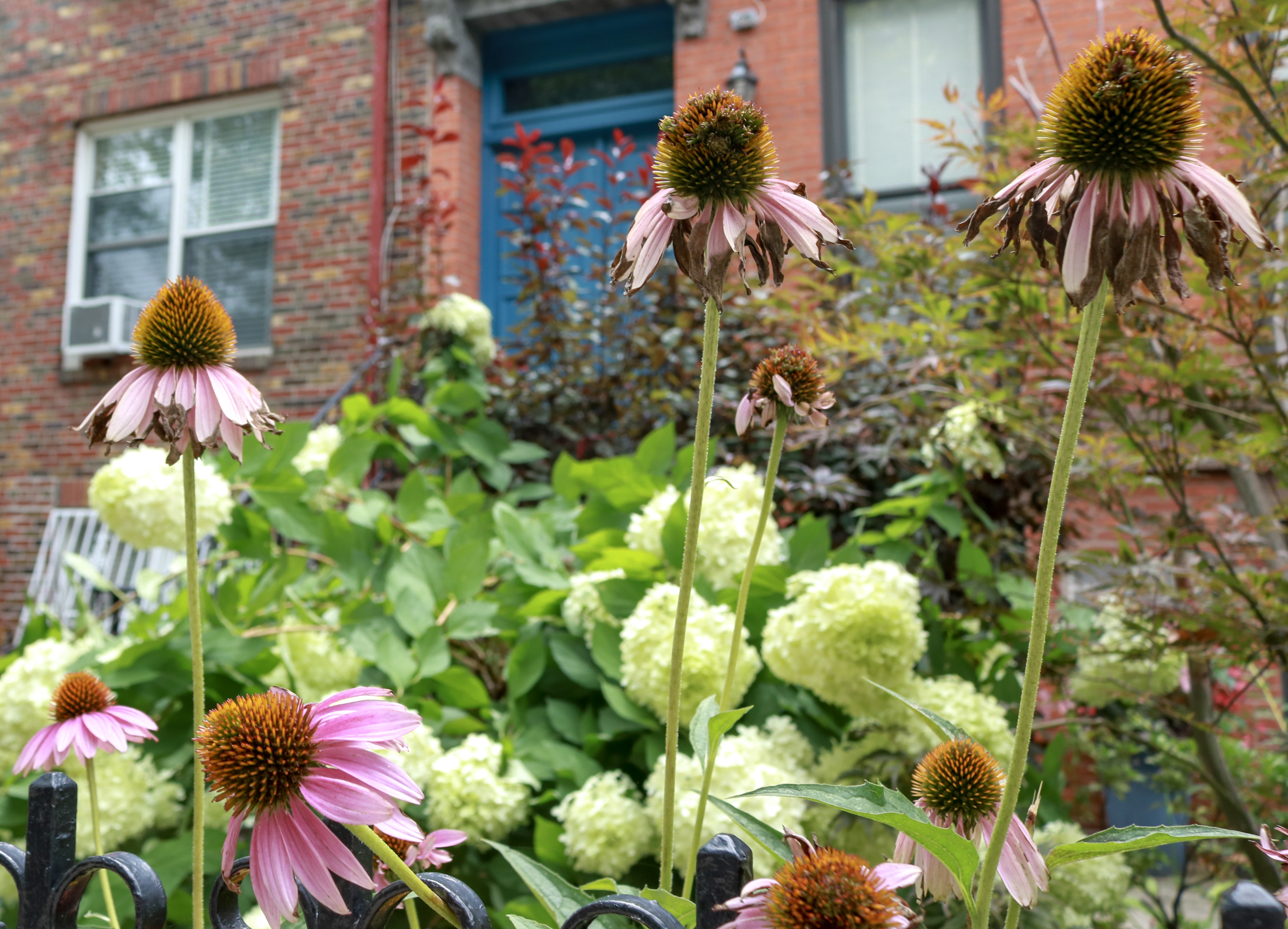 Great window boxes, bulbs and shrubs 2