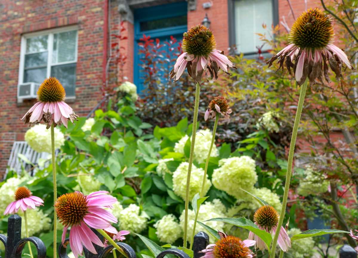 brownstoner-fall-garden-prep-sdv-5