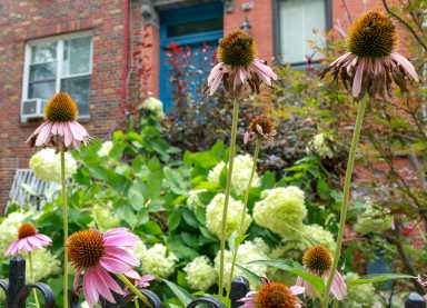 brownstoner-fall-garden-prep-sdv-5