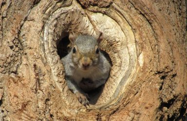 Squirrel in Tree Hole in Central Park