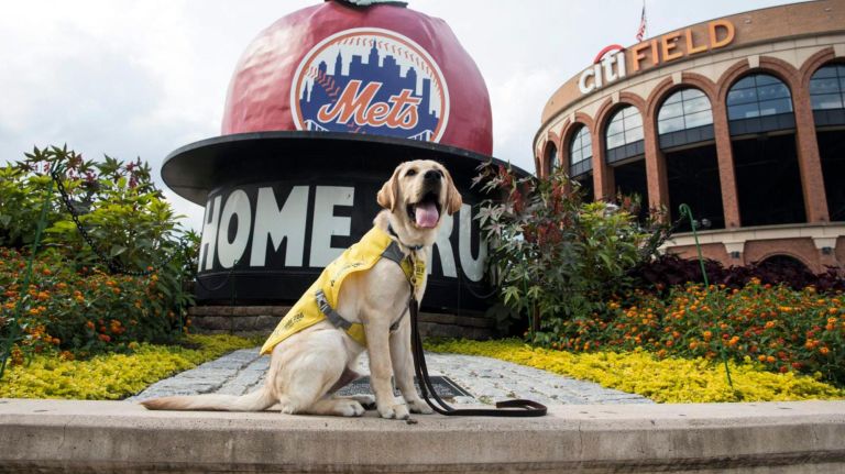 Gil, a canine training with the Guide Dog Foundation, poses in front of the apple outside Citi Field.