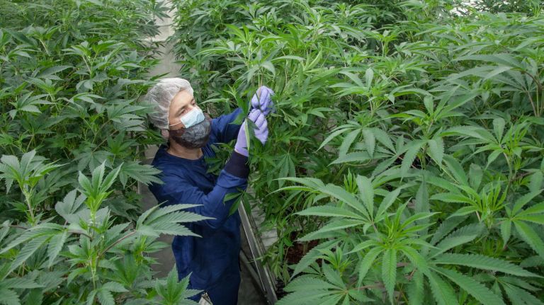 Theory Wellness cultivates its own cannabis, like many dispensaries across Massachusetts.