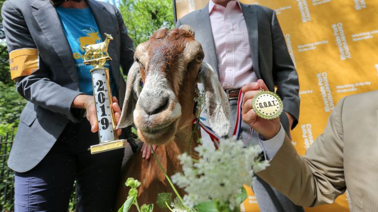 Riverside Park goat Massey named the G.O.A.T. in medal ceremony 2 Massey, a 10-year-old female goat, wins the 1st annual G.O.A.T award from the Riverside Park Conservancy, on Thursday. She is part of a herd of goats who have spent the summer ridding the park of invasive plants.