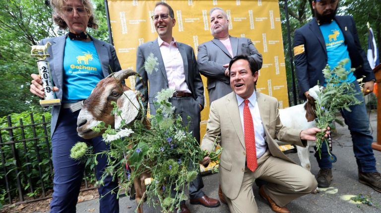 Riverside Park goat Massey named the G.O.A.T. in medal ceremony 3 Massey takes photos with Dan Garodnick and the other Park officials.