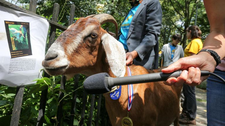 Riverside Park goat Massey named the G.O.A.T. in medal ceremony 4 Reporters ask how Massey feels about being the G.O.A.T.