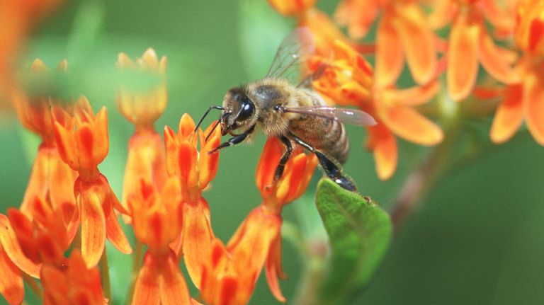 NYC is abuzz with activities to celebrate National Honeybee Day 2 New York City beekeepers and conservationists are bringing attention to our busy honeybees on Saturday with tours, educational fun, and even honey-centric cocktails.