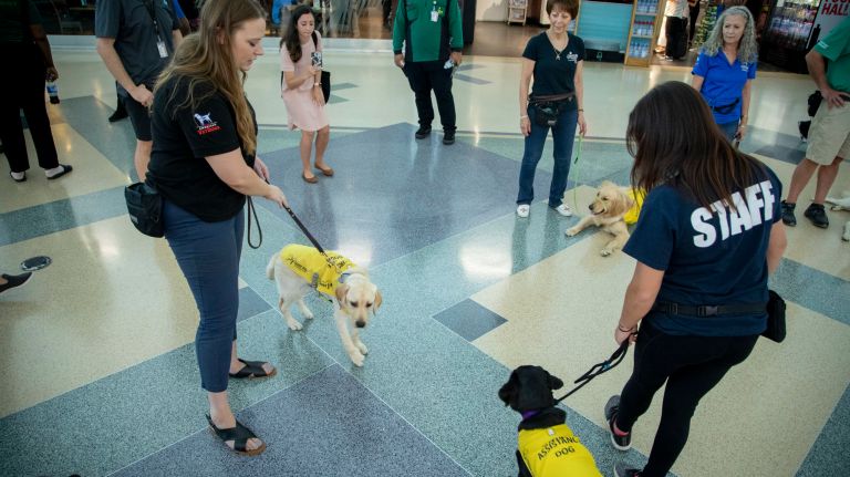 Lorin Bruzzese, left, a puppy program manager at Guide Dog Foundation, guides her dog Gil and other dogs&nbsp;during a training to learn how to assist travelers at JFK.