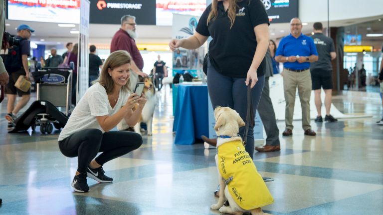 A traveler at JFK takes pictures of Gil, a guide dog in training.