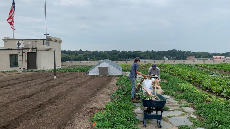 Brooklyn Grange welcomes the public to its third and largest rooftop farm in New York City on Sunday. 