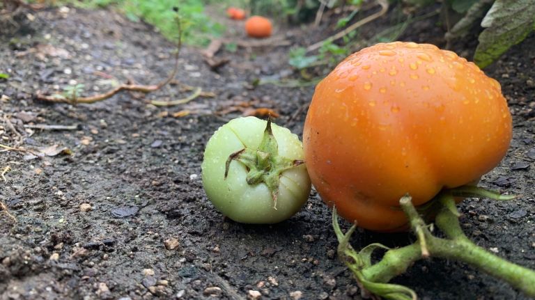 Fresh produce is almost ready to be plucked at Brooklyn Grange's new Sunset Park farm.&nbsp;