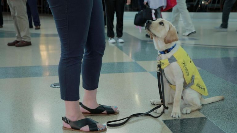 Gil’s Journey: Guide Dog Gil goes to puppy class at JFK Airport