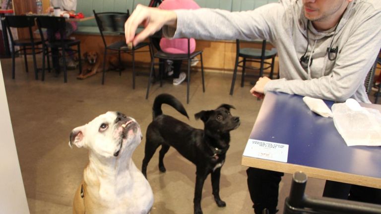 Want to dine with your dog? These NYC cafes welcome man's best friend 4 Dogs wait patiently for a treat at Boris & Horton.
