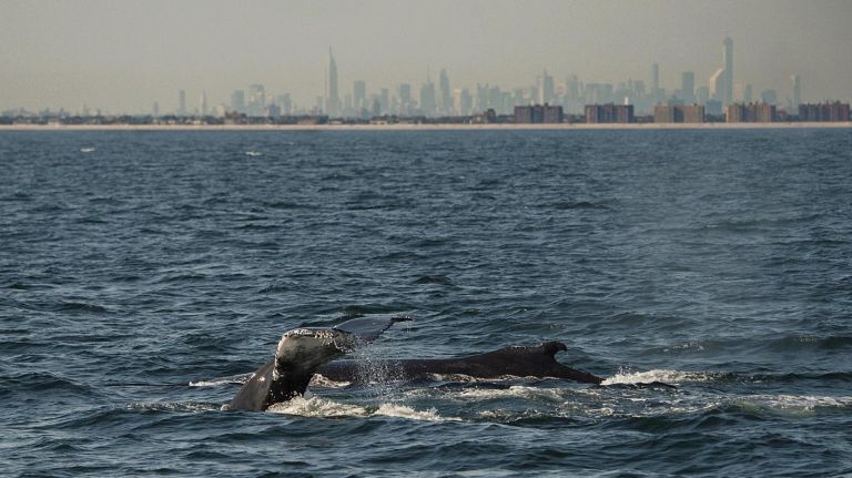 whale watching tour nyc