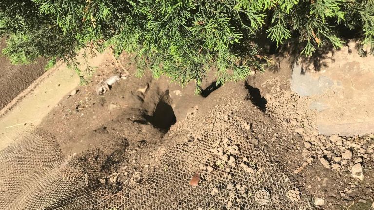 Rat infestation in Prospect Heights prompts residents to call on city for solutions 3 A rat is seen near a burrow behind buildings on Lincoln Place, between Underhill and Washington avenues, in Prospect Heights.