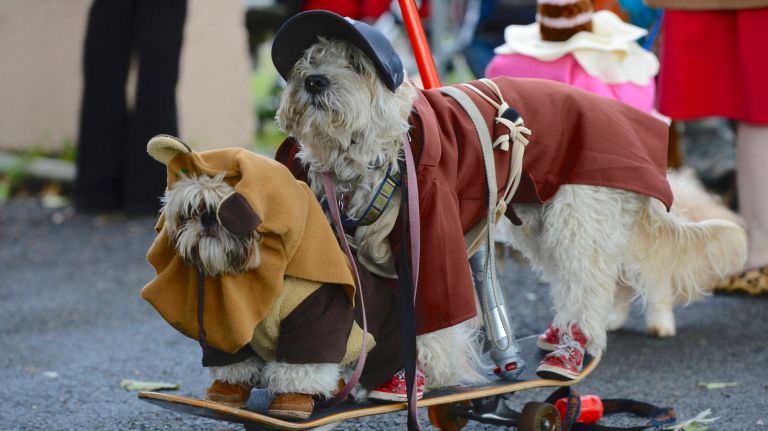 The Tompkins Square Halloween Dog Parade will be held at the&nbsp;East River Park Amphitheater again this year.