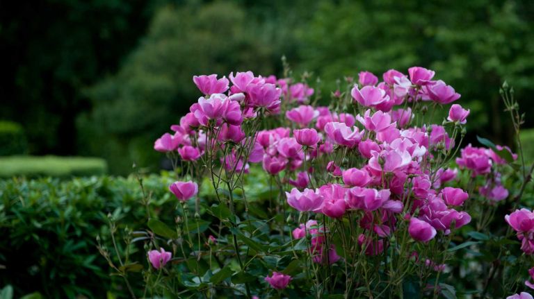 Flowers in bloom at the Central Park Conservatory in Manhattan. (May 29, 2012)