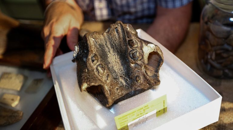 American Museum of Natural History event offers chance to turn trash into treasure 1 Identification Day at the American Museum of Natural History can help you identify odd found objects, such as this piece of fossilized walrus skull.