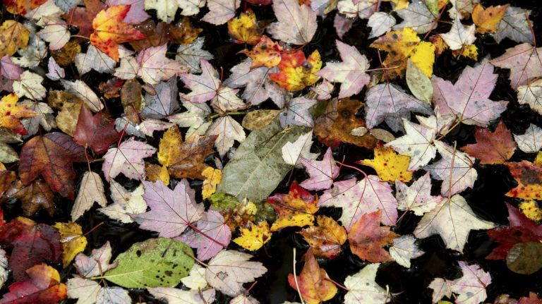 The colors of fall will be in full bloom at Quogue Wildlife Refuge.