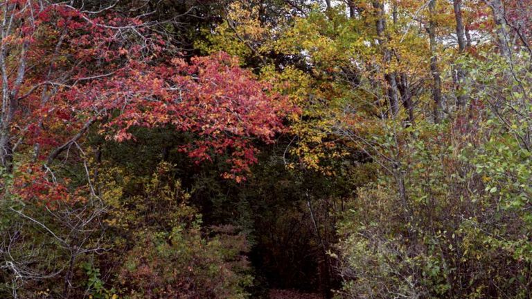 The Quogue Wildlife Refuge has seven miles of trails that travel through forests and around ponds.