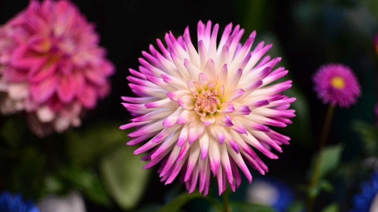 A Glenbank Twinkle dahlia dazzles at Bayard Cutting Arboretum.