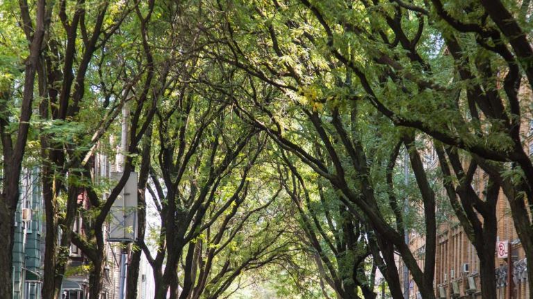 Tree-lined Guernsey Street in Greenpoint.
