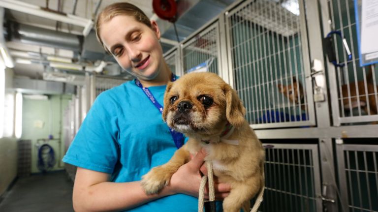 Melissa Arbitman, an animal behavior assessor, holds Josh, who came to an Animal Care Center in Manhattan this May.