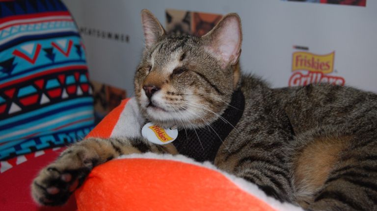 Oskar the Blind Cat can't be bothered at an event to promote his new video, 