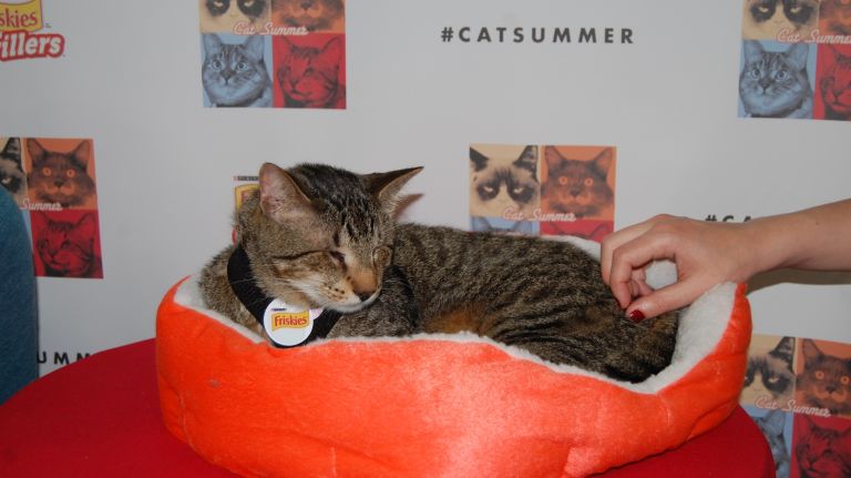 Oskar the Blind Cat chills out at an event to promote his new video, 