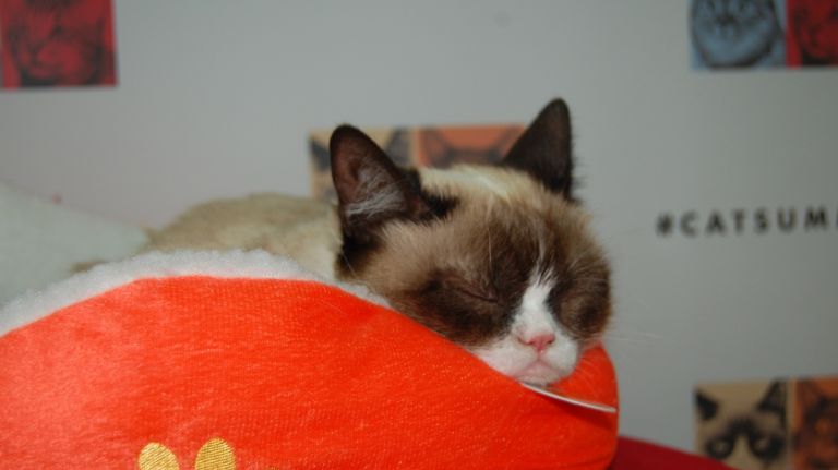 Grumpy Cat chills out at an event to promote his new video, 