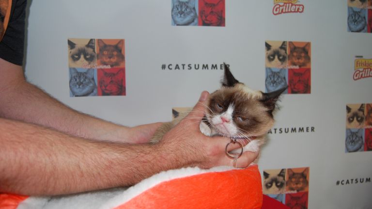 Grumpy Cat gets picked up and shown off at an event to promote his new video, 