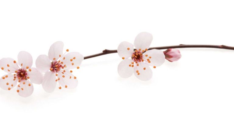 Cherry blossoms: Best known as a first sign of spring, small, pale pink cherry blossoms add a delicate touch to any bouquet. The long branches also lend an earthy element.